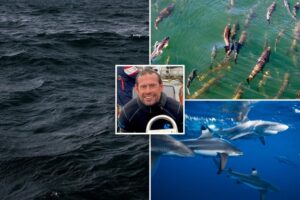 Earth’s oceans are growing darker, threatening marine life worldwide: study