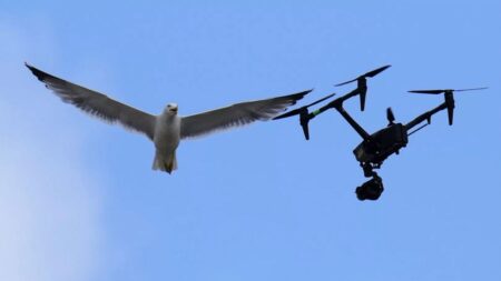 As the conclave continues, two seagulls steal the show