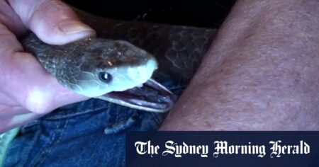 Tim Friede exposes himself to venomous snakebites