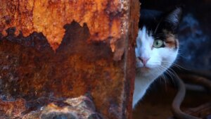 Remains of domestic cats found in wreckage of ancient ship were likely first to arrive in United States