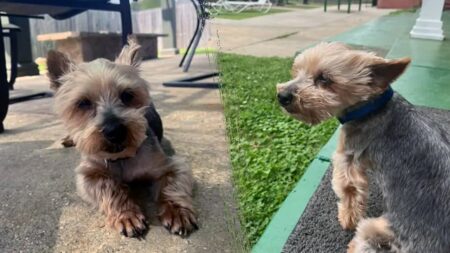 Gone with the wind, found with the bros: Beloved missing dog shows up at frat house 5 years later