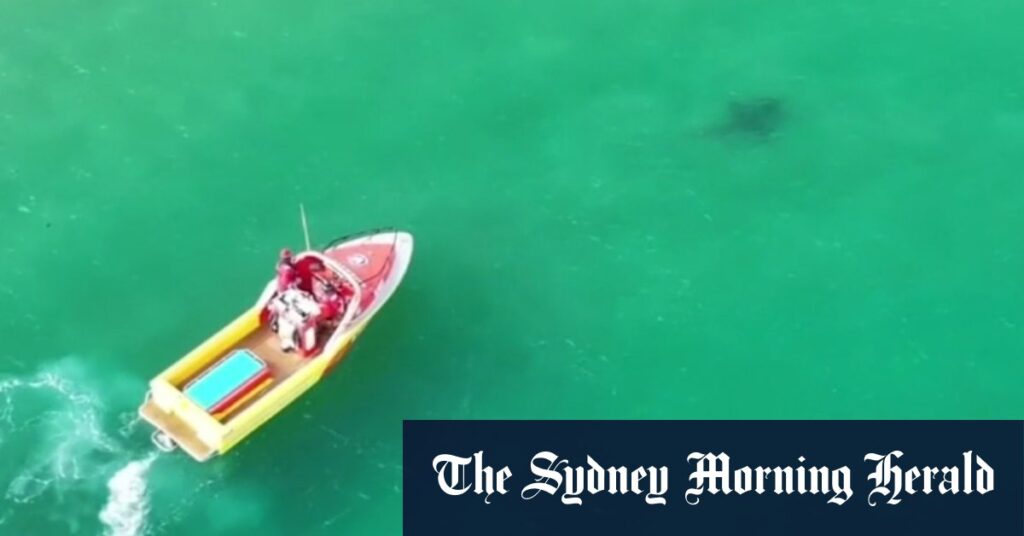 Footage shows shark close to shore south of Adelaide