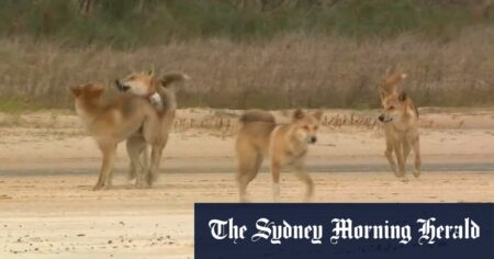 Dingo stabbed at Queensland holiday hotspot