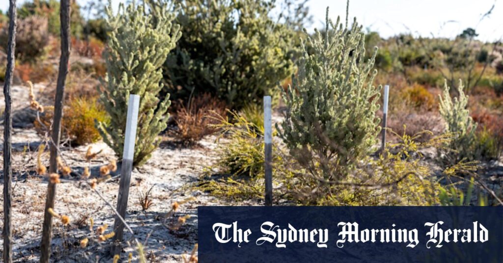 Black cockatoo battle erupts south of Perth as sand mine looms
