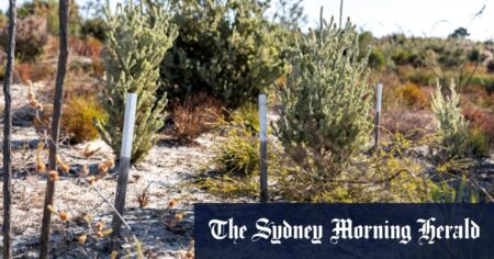 Black cockatoo battle erupts south of Perth as sand mine looms