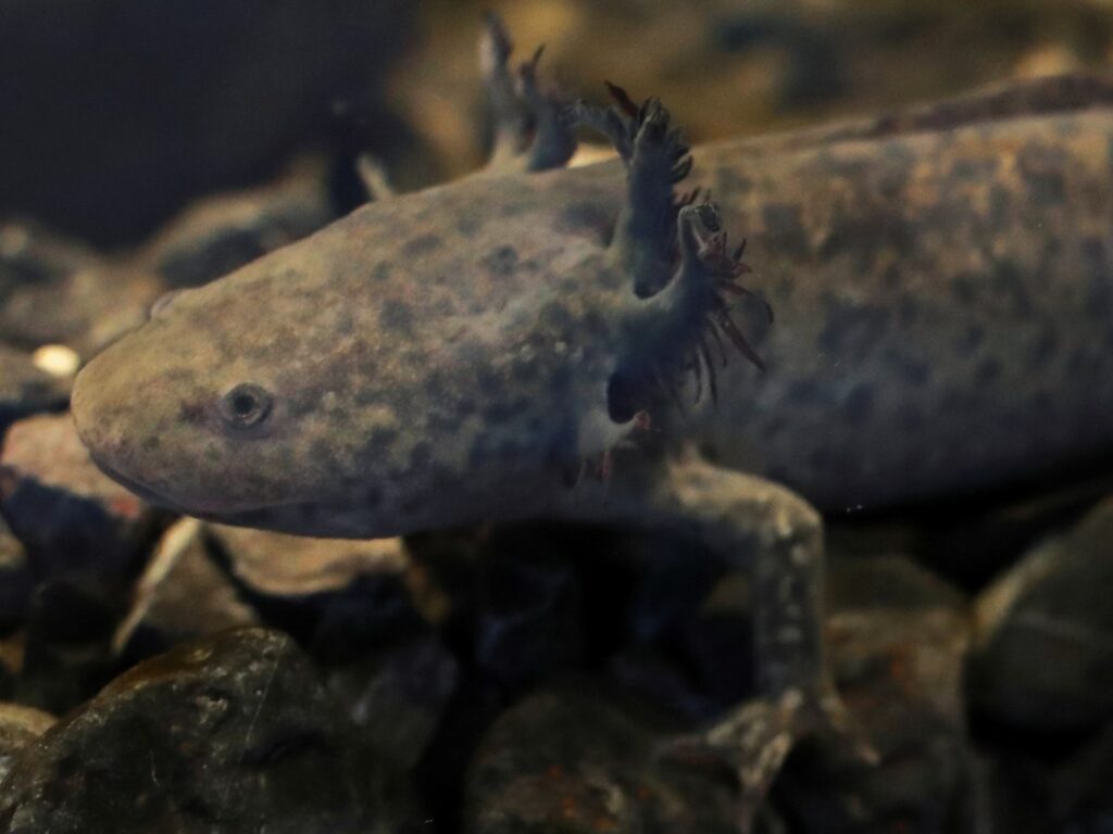 Can Mexico bring back the endangered axolotl?