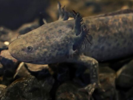 Can Mexico bring back the endangered axolotl?
