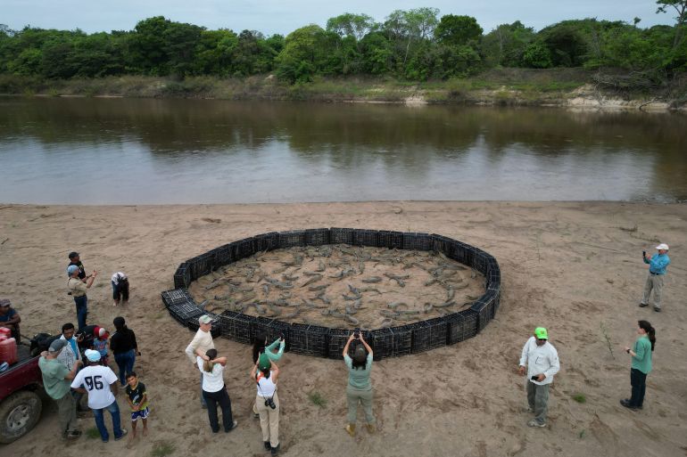 A drone view shows a group of specialists, workers and volunteers preparing Orinoco crocodile hatchlings raised in captivity for their release