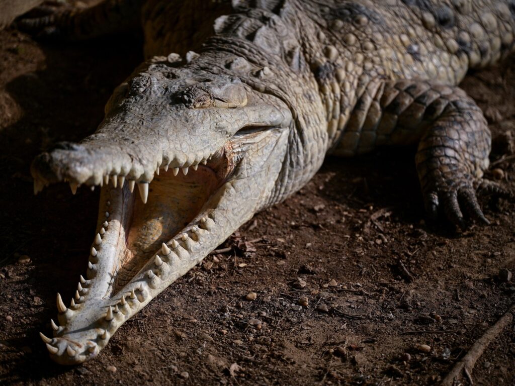 Photos: The last-ditch race to save the Orinoco crocodile