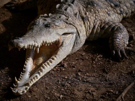 Photos: The last-ditch race to save the Orinoco crocodile