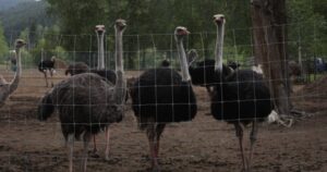 Robert F. Kennedy Jr. asks CFIA to reconsider ostrich cull at B.C. farm