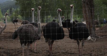 Robert F. Kennedy Jr. asks CFIA to reconsider ostrich cull at B.C. farm