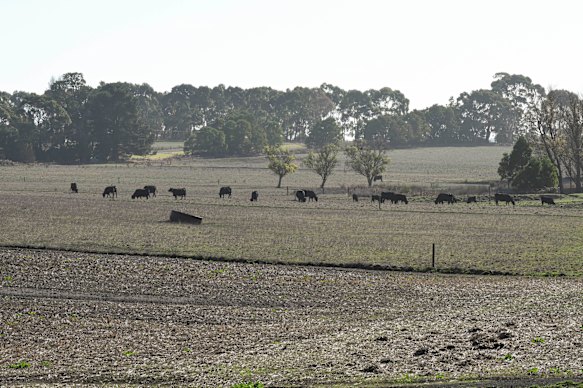 The drought has exacted a savage toll on south-west Victoria.