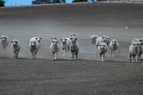 The state government has extended drought support across Victoria. 