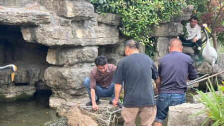‘Doubao, come home’: Chinese netizens react with amusement, concern over Jiangsu zoo’s runaway capybara