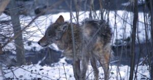Toronto euthanizes 2 coyotes after attacks reported in Fort York and Liberty Village