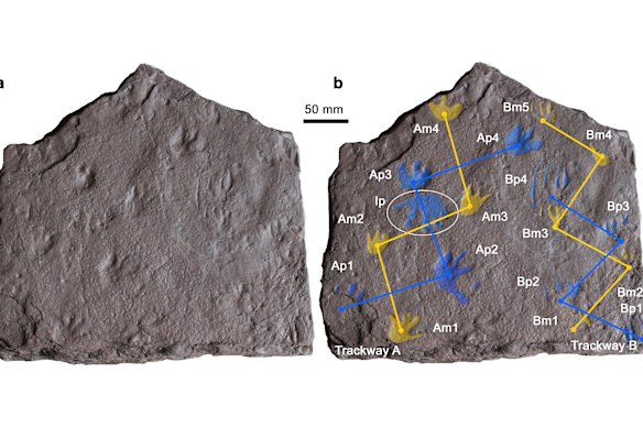 A graphic from the Nature paper, showing the footprint tracks in blue and yellow.