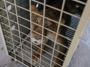 Photos: Tigers, jaguars and elephants flee cartel violence in Mexico