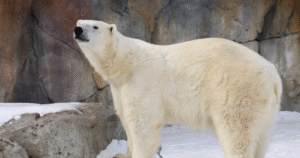 The Saskatoon Forestry Farm is hoping to expand