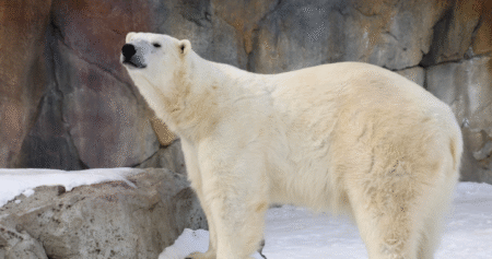 The Saskatoon Forestry Farm is hoping to expand