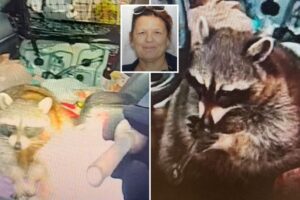 Pet raccoon with meth pipe in his mouth found in driver’s seat during traffic stop in Springfield, Ohio: ‘A first!’