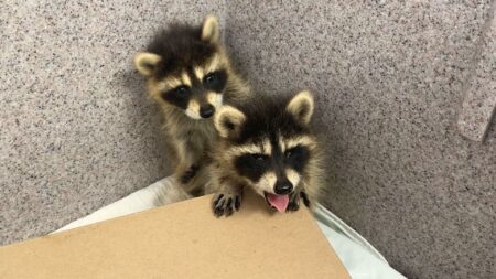 Dartmouth firefighters help give pair of orphaned raccoon kits a second chance
