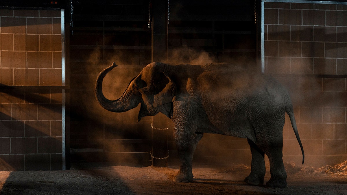 Elephant arrives at new home