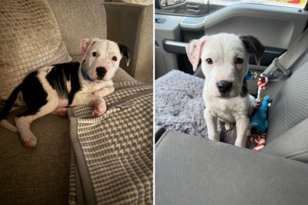 Patient Labrador and His ‘In Charge’ Pomeranian Brother Win Pet of the Week