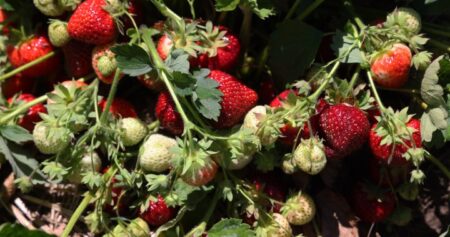 ‘A very anxious time’: What a chilly May means for Ontario’s berry season