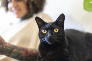 Man Films His First Night With Girlfriend’s Cats—Their Reaction Says It All