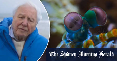 First look at new David Attenborough film