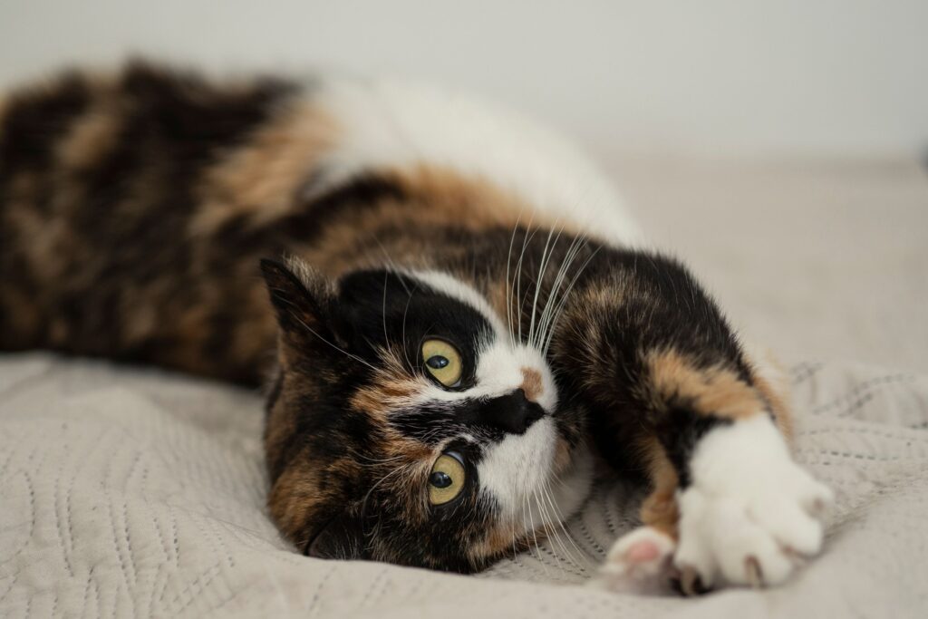 Hysterics as Owner Finds Pet on Bed Doing the ‘Most Cat Thing’ Ever
