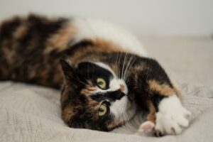 Hysterics as Owner Finds Pet on Bed Doing the ‘Most Cat Thing’ Ever