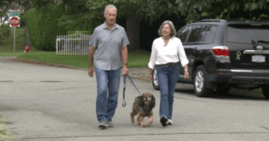 What to do if you come across a loose or aggressive animal