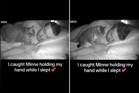 Owner Sets Up Pet Cam, Unprepared for What Rescue Cat Does While He Sleeps