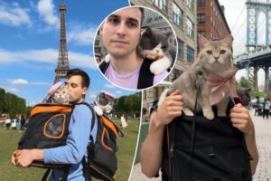 Illinois pet owner spent ,000 for his cats to travel world 10 times in 2 years