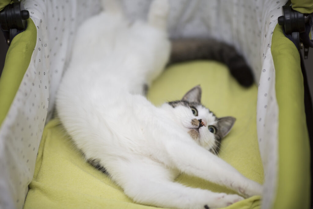 Cat Demands To Be Taken Out in Stroller As It Rains—You Know How This Ends