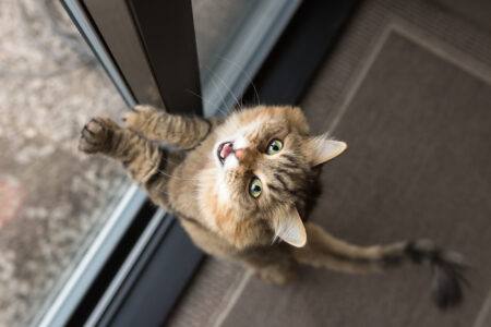Cat With ‘Dog Software’ Trying to Bark Has Internet in Hysterics