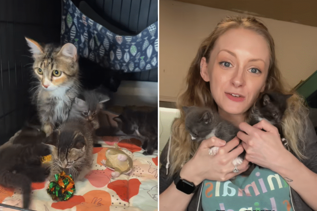 Cat and Her Six Kittens Dumped in Separate Cages Without Food or Water