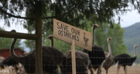 Protesters opposed to agency-ordered cull at ostrich farm prepare for long-term stay