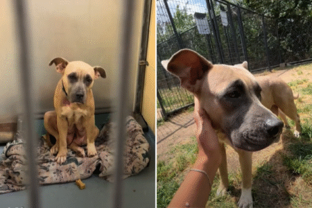 Tears as Breeding Dog Who Was Used ‘Like a Machine’ Ends Up in Shelter