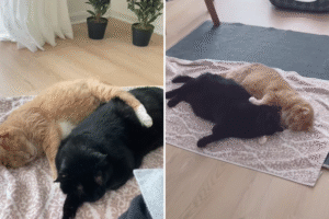 Cuddle-Obsessed Cats Wins Pet of the Week