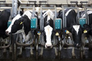 New York Democrats Want to Limit Cows on Farms