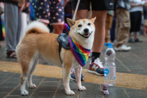Ex-Trump Lawyer Pauses BarkBox Over Pride Theme