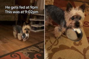 ‘Unimpressed’ Senior Dog Demands To Be Fed After Waiting a Whole 2 Minutes