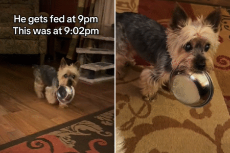 ‘Unimpressed’ Senior Dog Demands To Be Fed After Waiting a Whole 2 Minutes