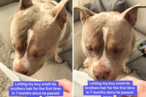 Tears Over Dog’s Reaction to Smelling Fur of Brother Who Died