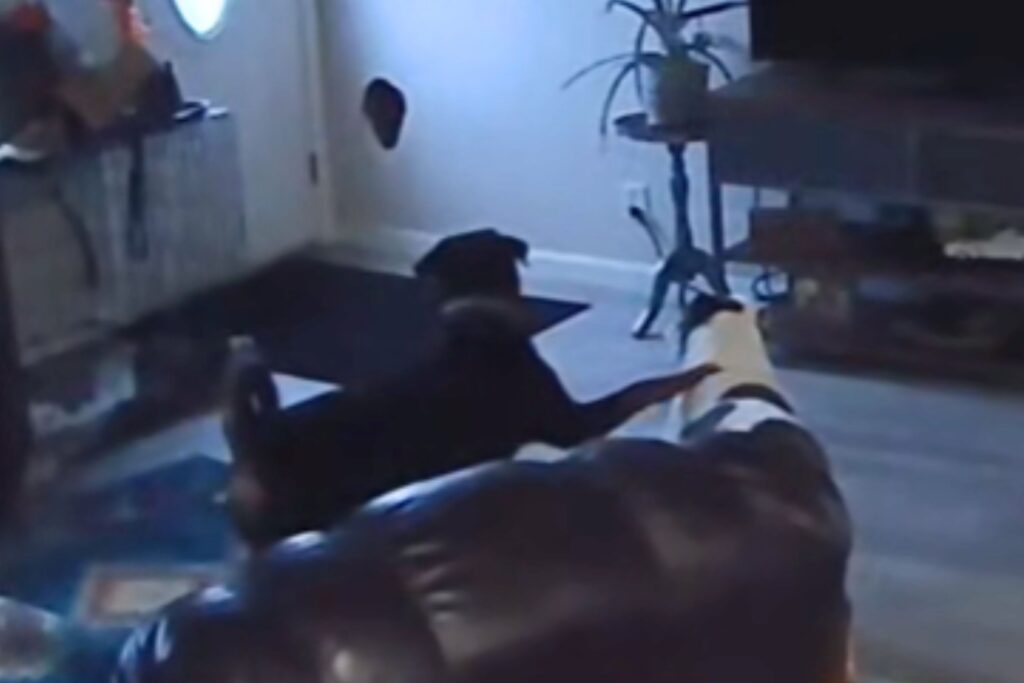 Woman Baffled To Find Huge Hole in the Her Wall, Pet Cam Reveals Everything
