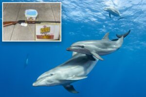 Fla. fisherman imprisoned for shooting, poisoning dolphins in front of kids