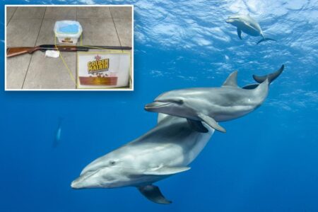 Fla. fisherman imprisoned for shooting, poisoning dolphins in front of kids
